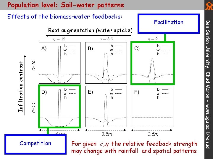 Population level: Soil-water patterns Effects of the biomass-water feedbacks: C=10 Infiltration contrast C=1. 1