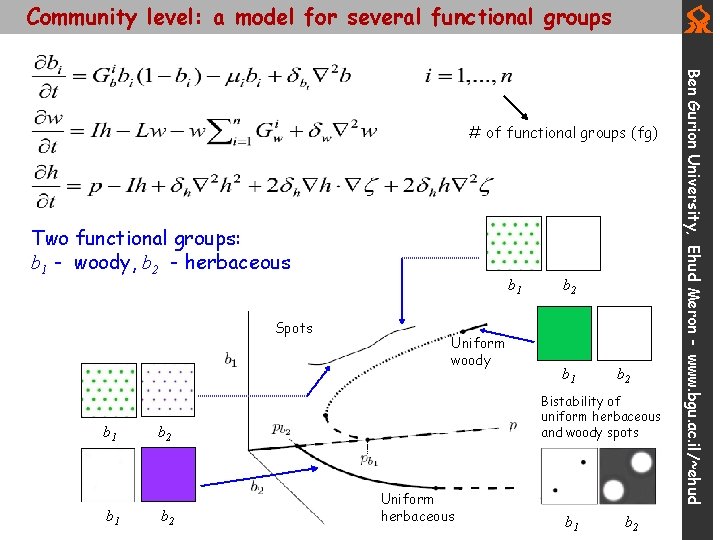 Community level: a model for several functional groups Two functional groups: b 1 -