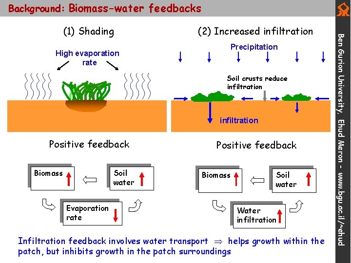 Background: Biomass-water feedbacks High evaporation rate (2) Increased infiltration Precipitation Soil crusts reduce infiltration