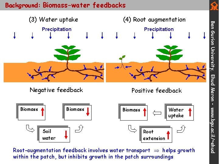 Background: Biomass-water feedbacks (4) Root augmentation Precipitation Negative feedback Biomass Soil water Precipitation Positive