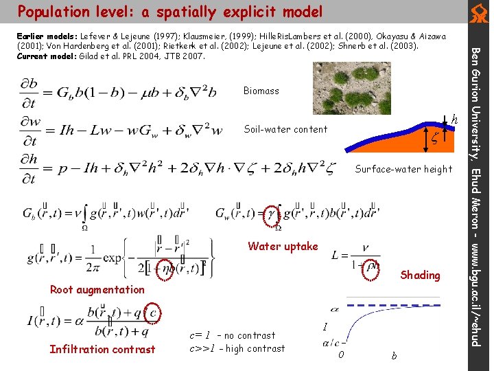 Population level: a spatially explicit model Biomass Soil-water content h Surface-water height Water uptake