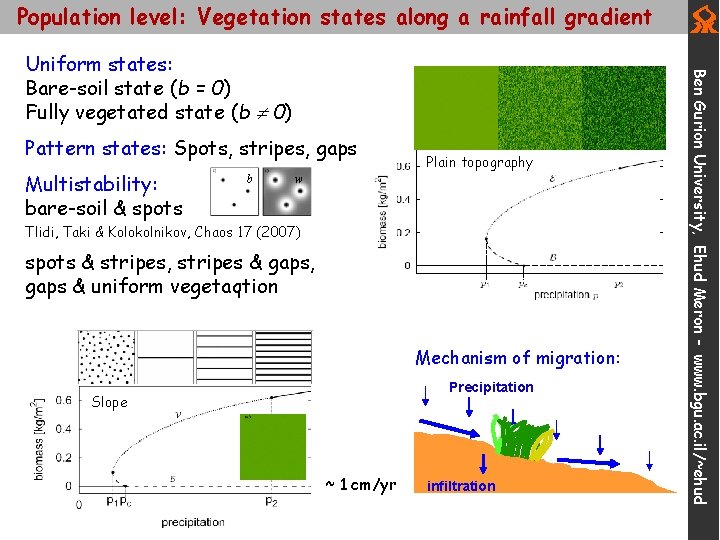 Population level: Vegetation states along a rainfall gradient Pattern states: Spots, stripes, gaps Multistability: