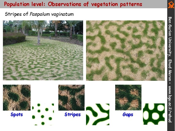 Population level: Observations of vegetation patterns Spots Stripes Gaps Ben Gurion University, Ehud Meron