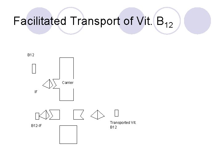 Facilitated Transport of Vit. B 12 Carrier IF B 12 -IF Transported Vit. B