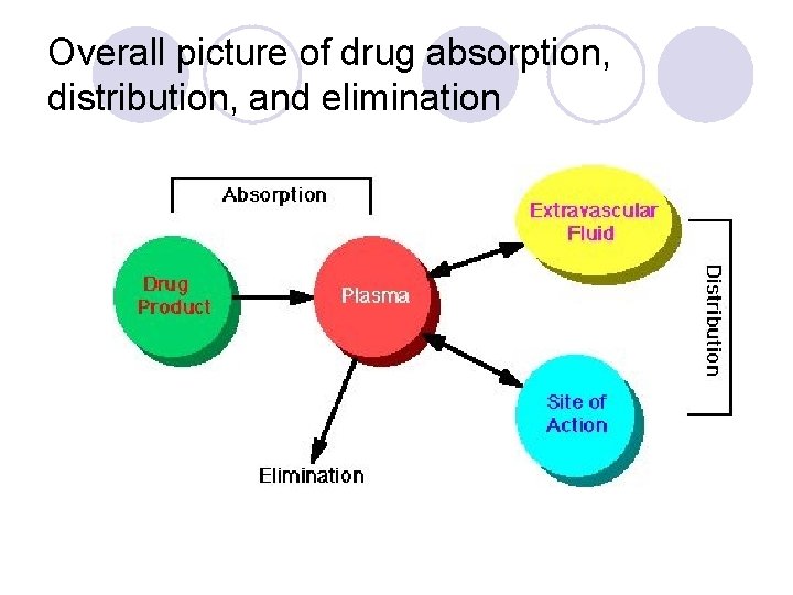 Overall picture of drug absorption, distribution, and elimination 