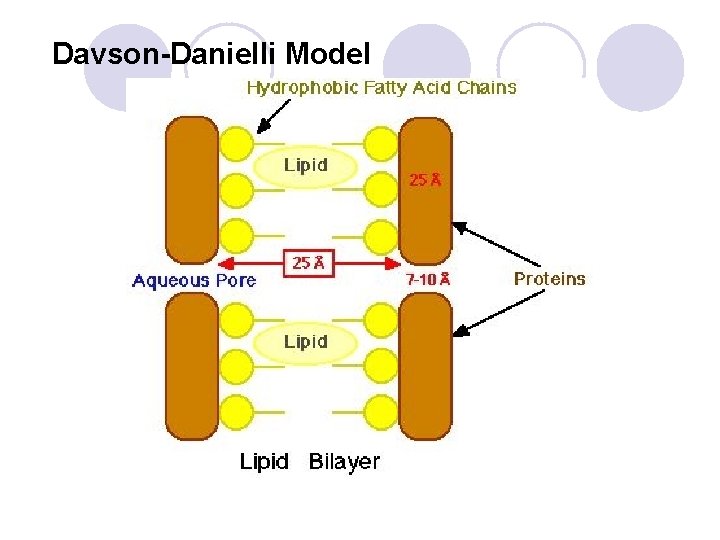 Davson-Danielli Model 