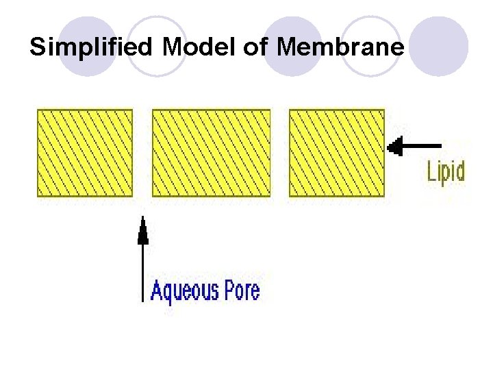 Simplified Model of Membrane 