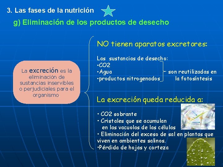 3. Las fases de la nutrición g) Eliminación de los productos de desecho NO