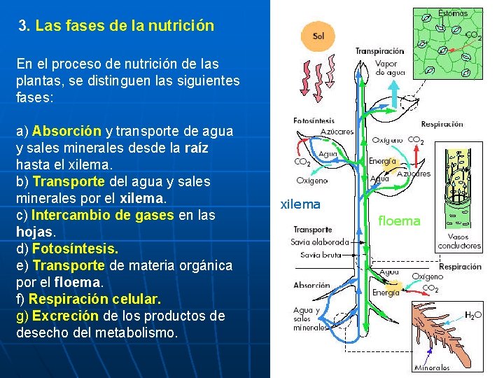3. Las fases de la nutrición En el proceso de nutrición de las plantas,