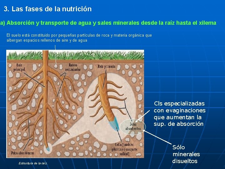 3. Las fases de la nutrición a) Absorción y transporte de agua y sales