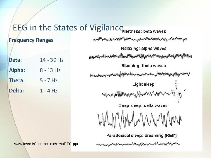 EEG in the States of Vigilance Frequency Ranges Beta: 14 - 30 Hz Alpha: