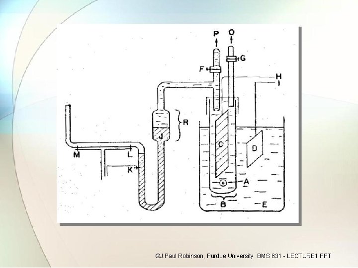 ©J. Paul Robinson, Purdue University BMS 631 - LECTURE 1. PPT 
