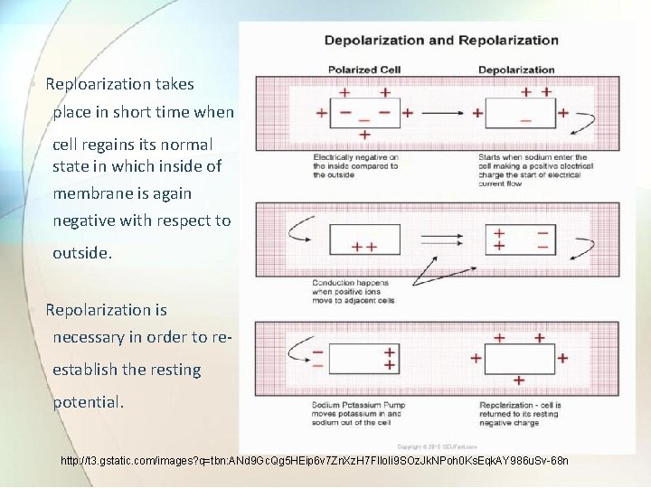  • Reploarization takes place in short time when cell regains its normal state