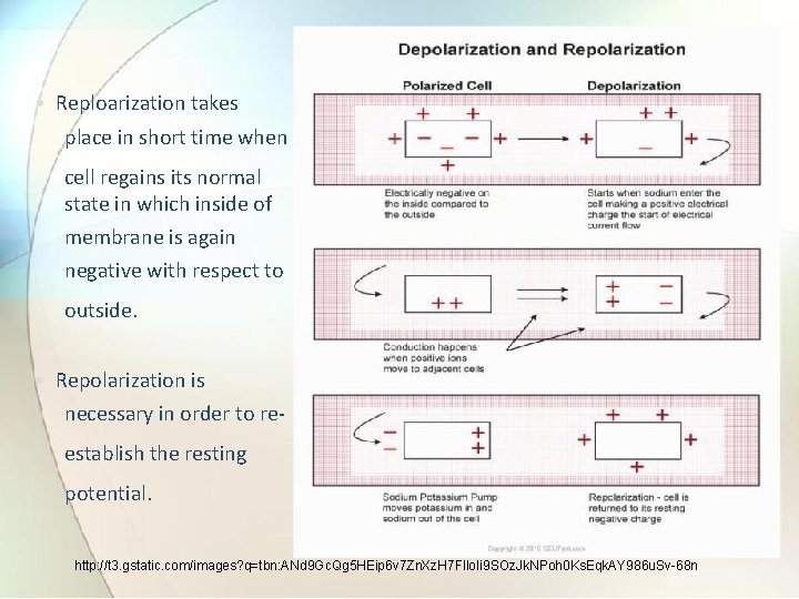  • Reploarization takes place in short time when cell regains its normal state