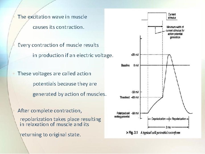  • The excitation wave in muscle causes its contraction. • Every contraction of