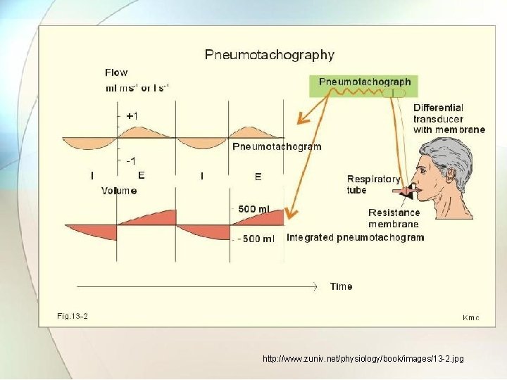 http: //www. zuniv. net/physiology/book/images/13 -2. jpg 