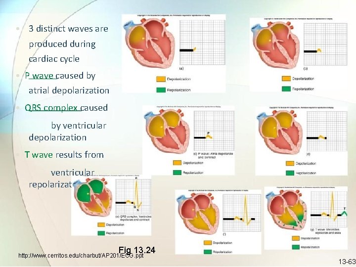  • 3 distinct waves are produced during cardiac cycle • P wave caused