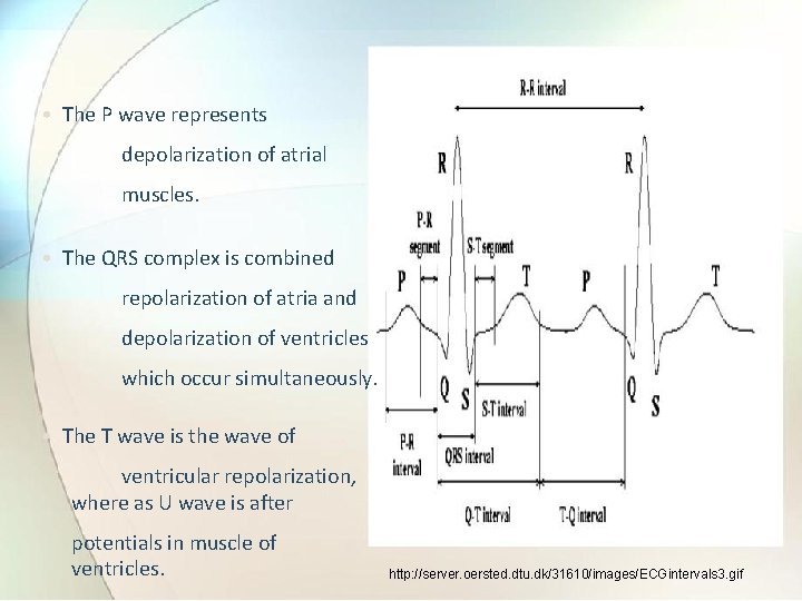  • The P wave represents depolarization of atrial muscles. • The QRS complex