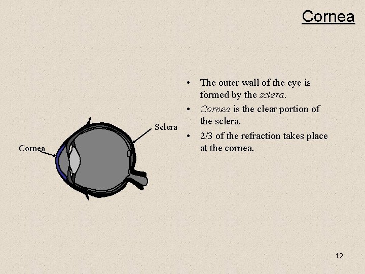 Cornea • The outer wall of the eye is formed by the sclera. •