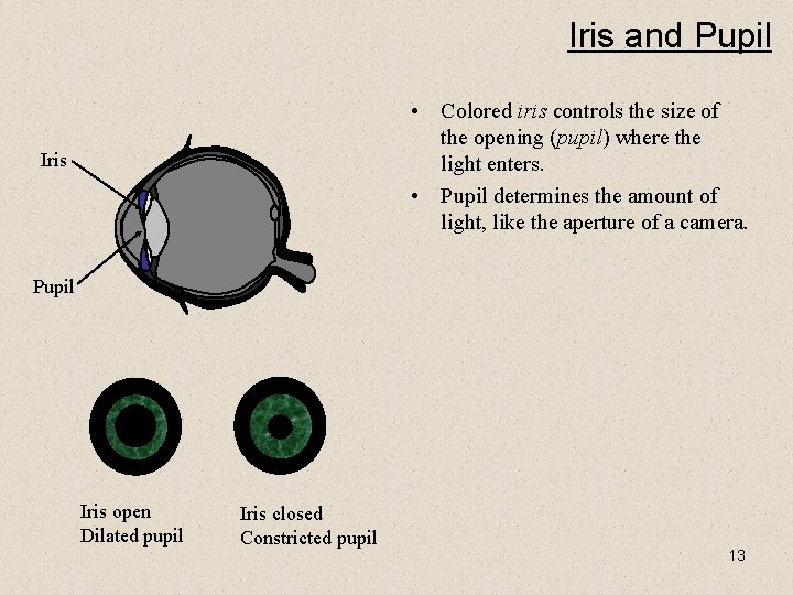 Iris and Pupil • Colored iris controls the size of the opening (pupil) where