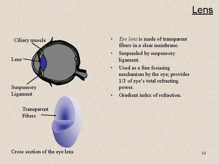 Lens Ciliary muscle • • Lens • Suspensory Ligament • Eye lens is made