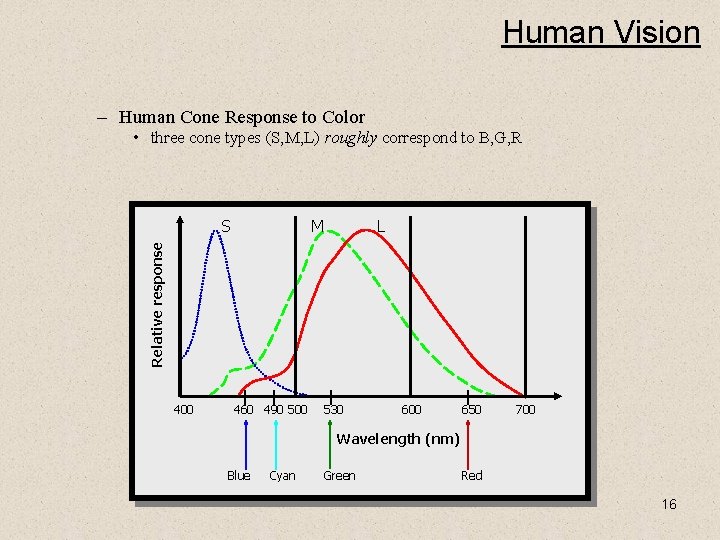 Human Vision – Human Cone Response to Color • three cone types (S, M,