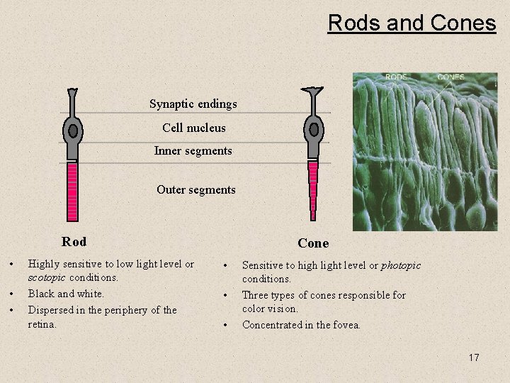 Rods and Cones Synaptic endings Cell nucleus Inner segments Outer segments Rod • •