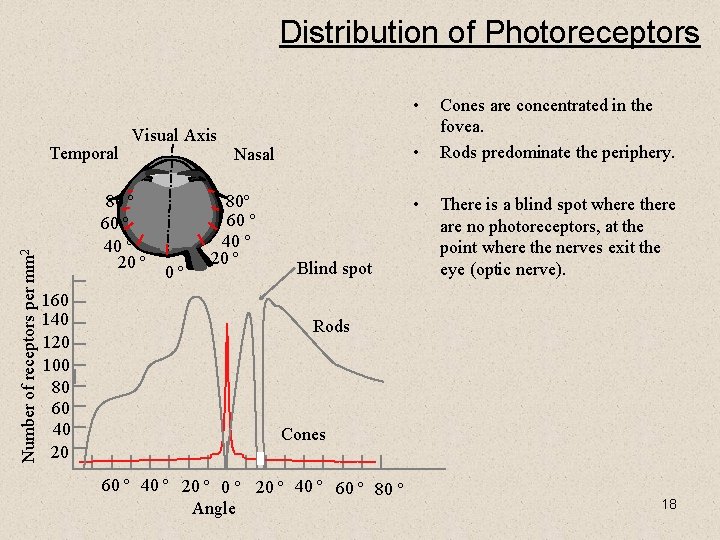 Distribution of Photoreceptors • Number of receptors per mm 2 Temporal Visual Axis 80