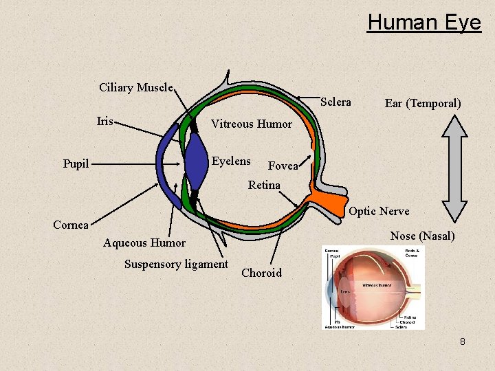 Human Eye Ciliary Muscle Sclera Iris Ear (Temporal) Vitreous Humor Eyelens Pupil Fovea Retina