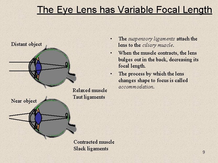 The Eye Lens has Variable Focal Length • Distant object • • Near object