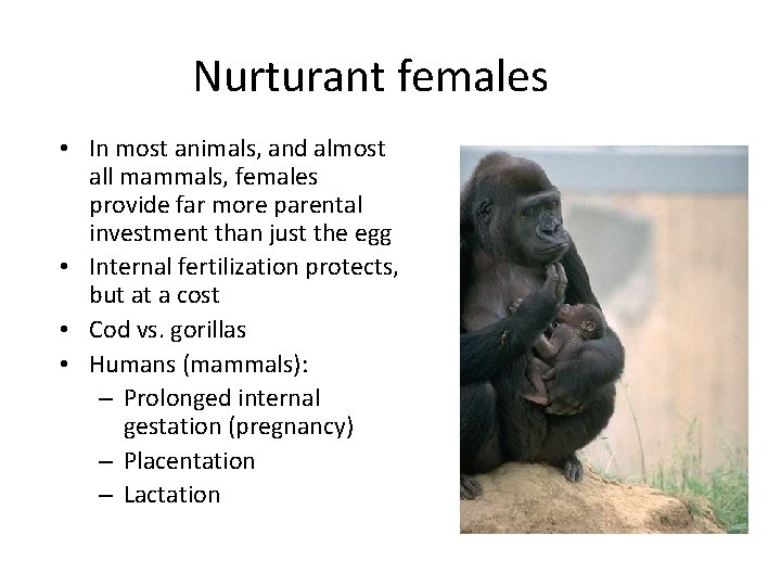 Nurturant females • In most animals, and almost all mammals, females provide far more