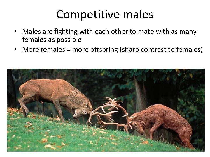 Competitive males • Males are fighting with each other to mate with as many