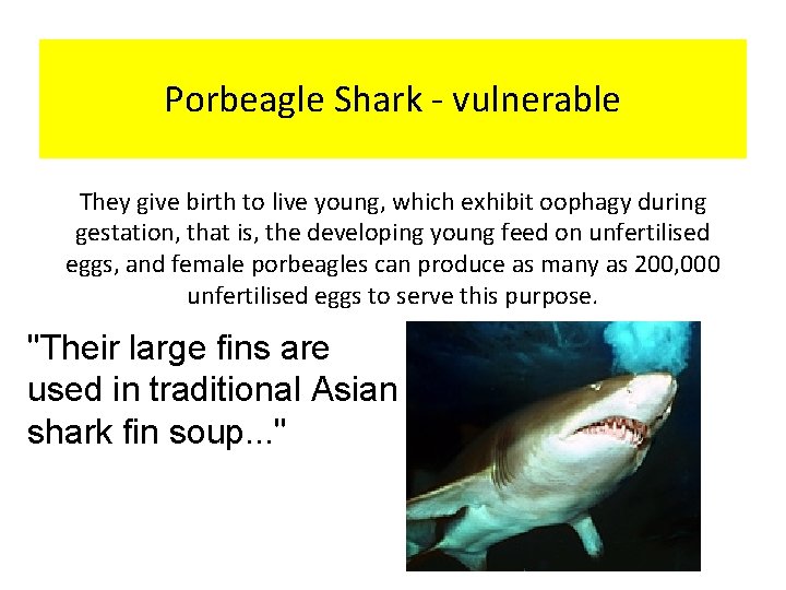 Porbeagle Shark - vulnerable They give birth to live young, which exhibit oophagy during
