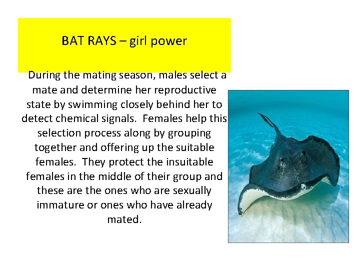 BAT RAYS – girl power During the mating season, males select a mate and