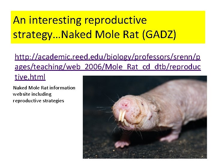 An interesting reproductive strategy…Naked Mole Rat (GADZ) http: //academic. reed. edu/biology/professors/srenn/p ages/teaching/web_2006/Mole_Rat_cd_dtb/reproduc tive. html