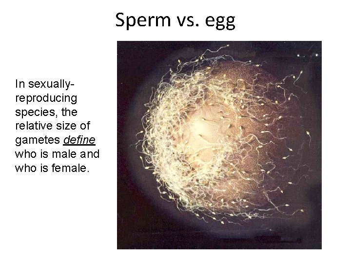 Sperm vs. egg In sexuallyreproducing species, the relative size of gametes define who is