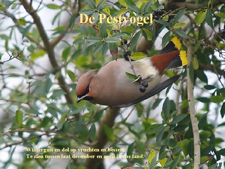 De Pestvogel Wintergast en dol op vruchten en bessen. Te zien tussen laat december