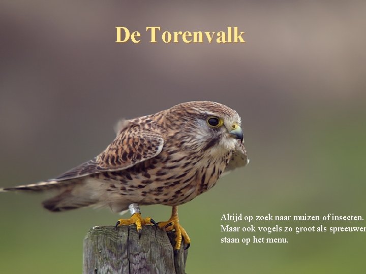 De Torenvalk Altijd op zoek naar muizen of insecten. Maar ook vogels zo groot