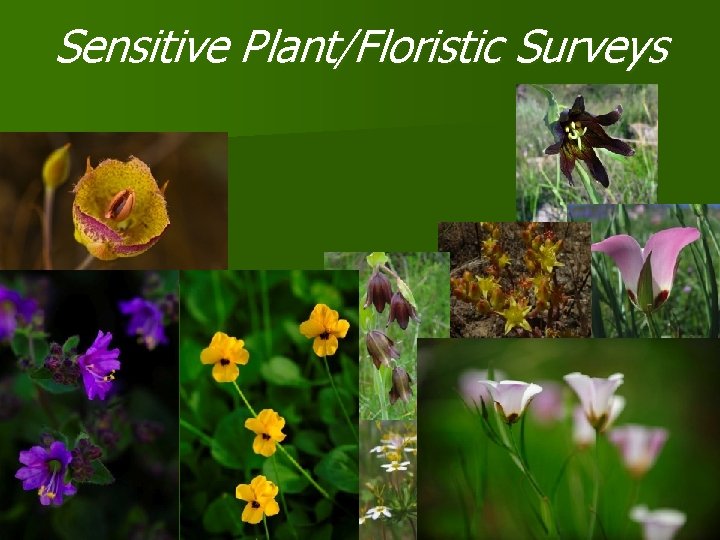 Sensitive Plant/Floristic Surveys 