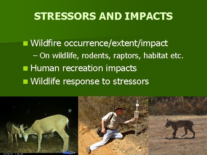 STRESSORS AND IMPACTS n Wildfire occurrence/extent/impact – On wildlife, rodents, raptors, habitat etc. n
