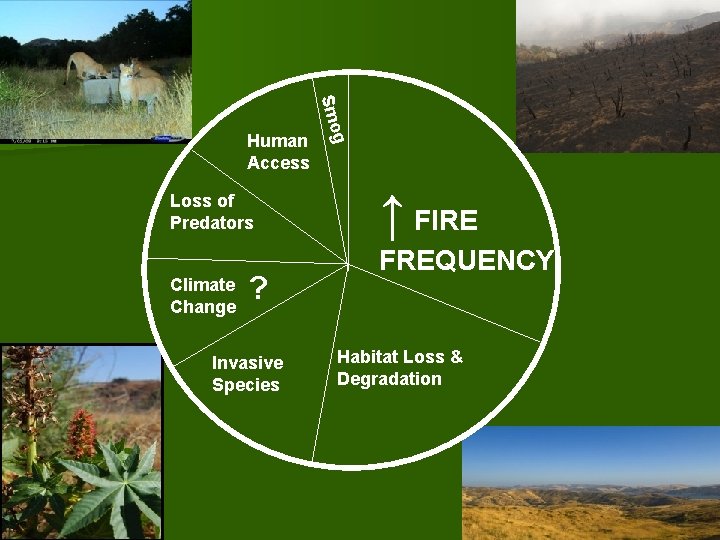 Climate Change ? Invasive Species g Loss of Predators Smo Human Access ↑ FIRE