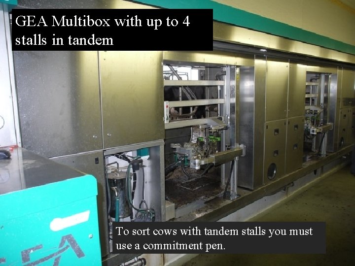GEA Multibox with up to 4 stalls in tandem To sort cows with tandem GEA Multibox with up to 4 stalls in tandem To sort cows with tandem