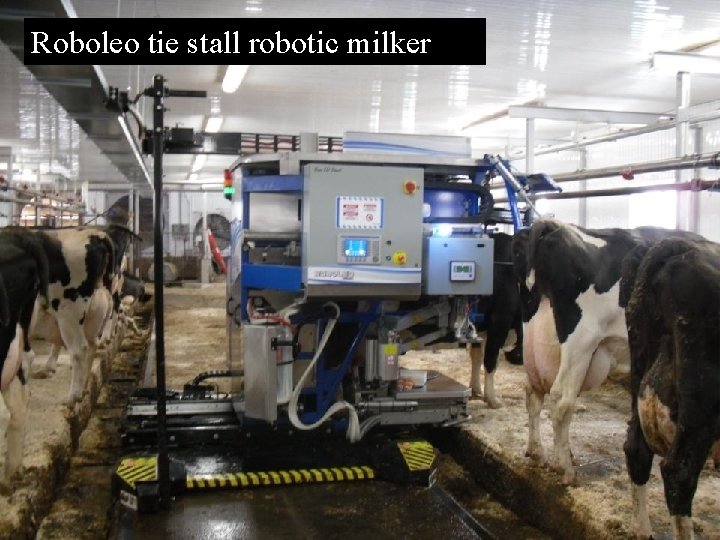 Roboleo tie stall robotic milker  Roboleo tie stall robotic milker