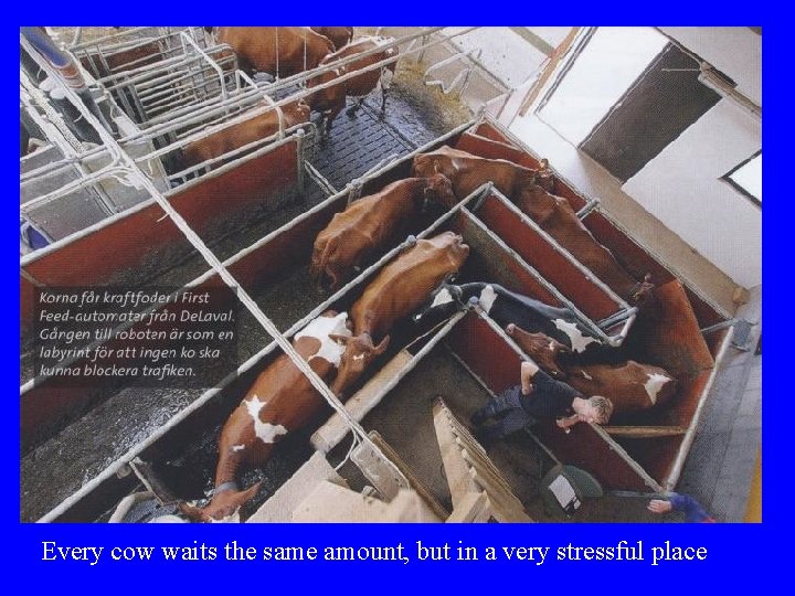 Every cow waits the same amount, but in a very stressful place  Every cow waits the same amount, but in a very stressful place