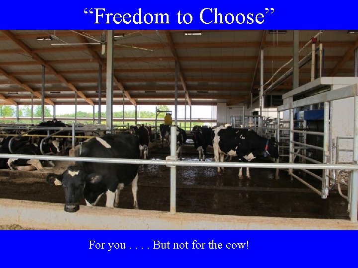“Freedom to Choose” For you. . But not for the cow!  “Freedom to Choose” For you. . But not for the cow!