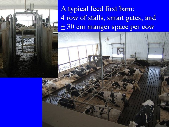 A typical feed first barn: 4 row of stalls, smart gates, and + 30 A typical feed first barn: 4 row of stalls, smart gates, and + 30