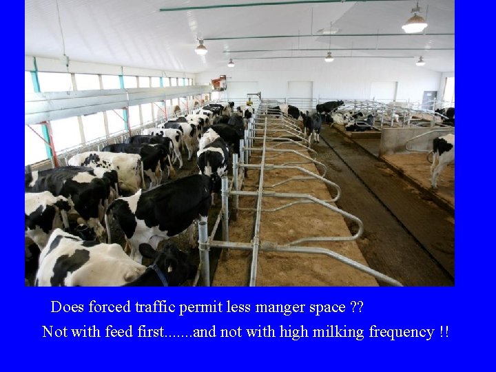 Does forced traffic permit less manger space ? ? Not with feed first. . Does forced traffic permit less manger space ? ? Not with feed first. .