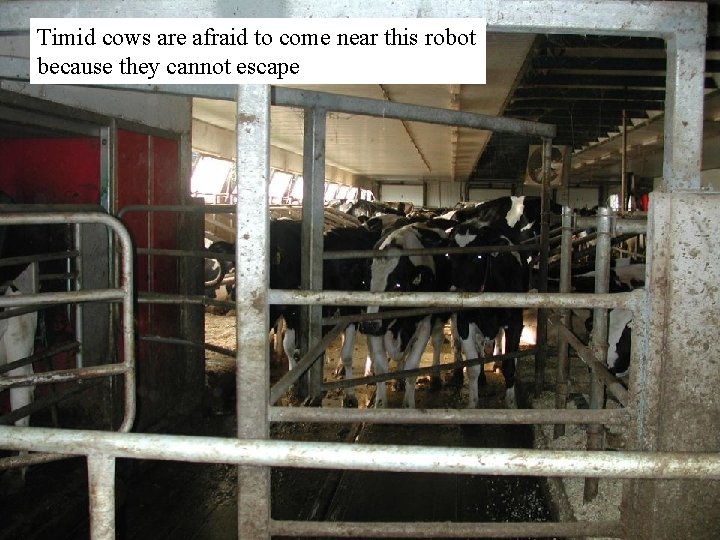Timid cows are afraid to come near this robot because they cannot escape  Timid cows are afraid to come near this robot because they cannot escape