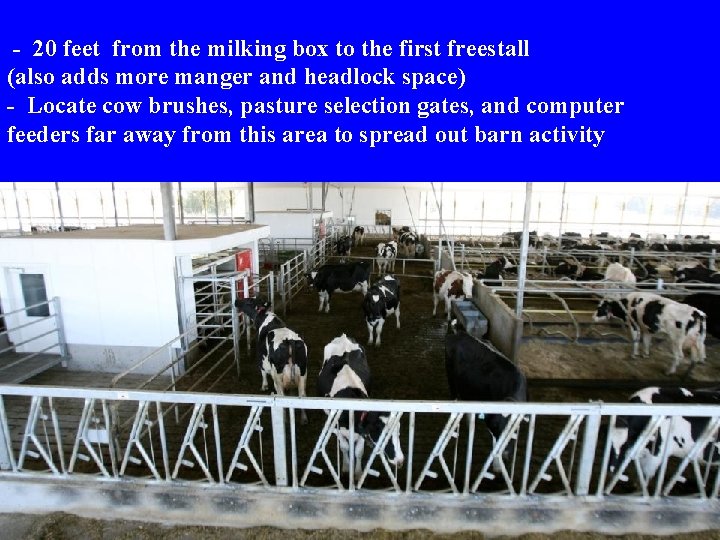 - 20 feet from the milking box to the first freestall (also adds more - 20 feet from the milking box to the first freestall (also adds more