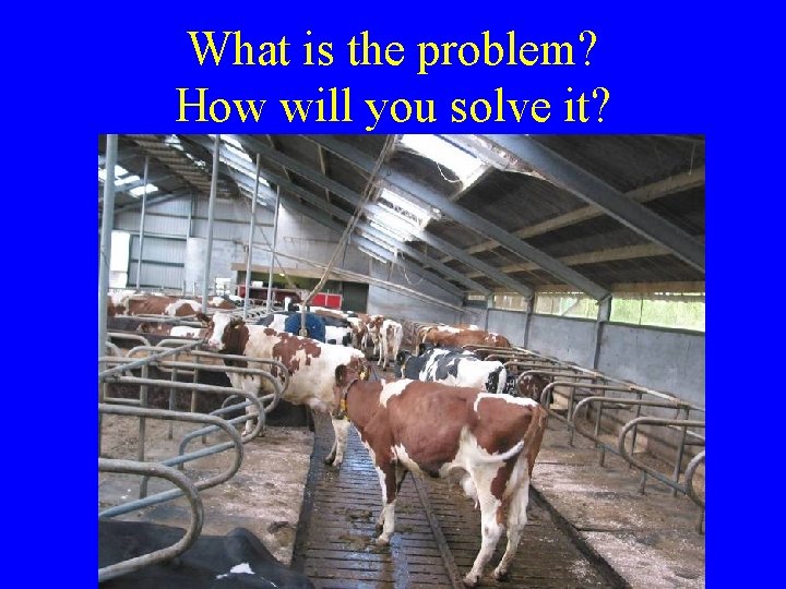 What is the problem? How will you solve it?  What is the problem? How will you solve it?